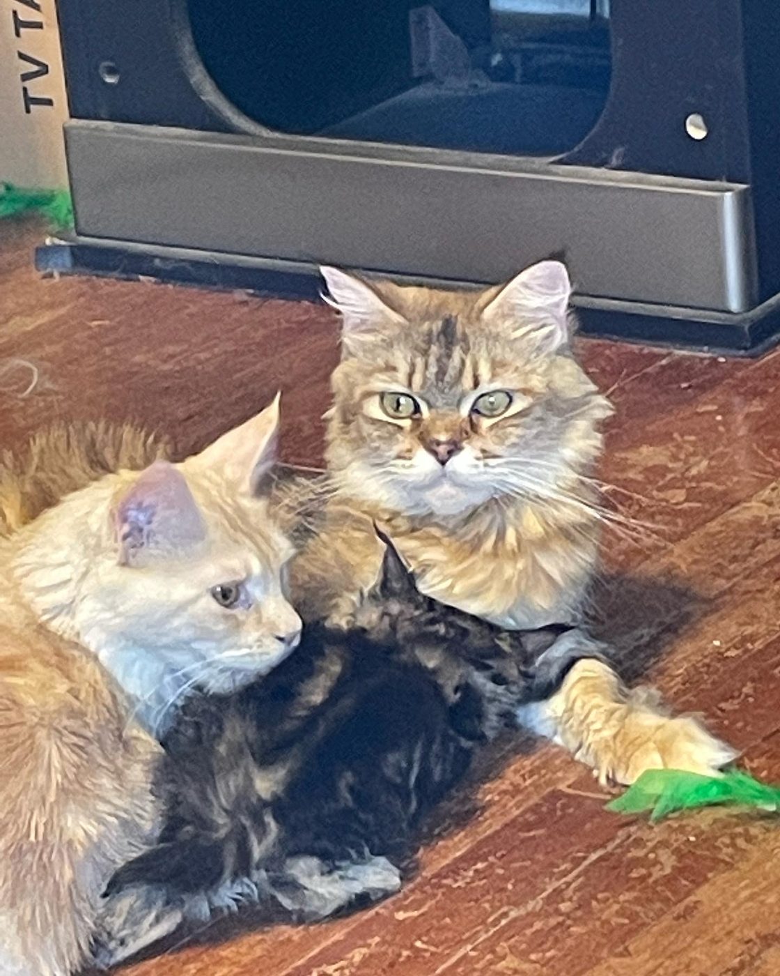 Purrpanions queen with kittens on a wood floor at home